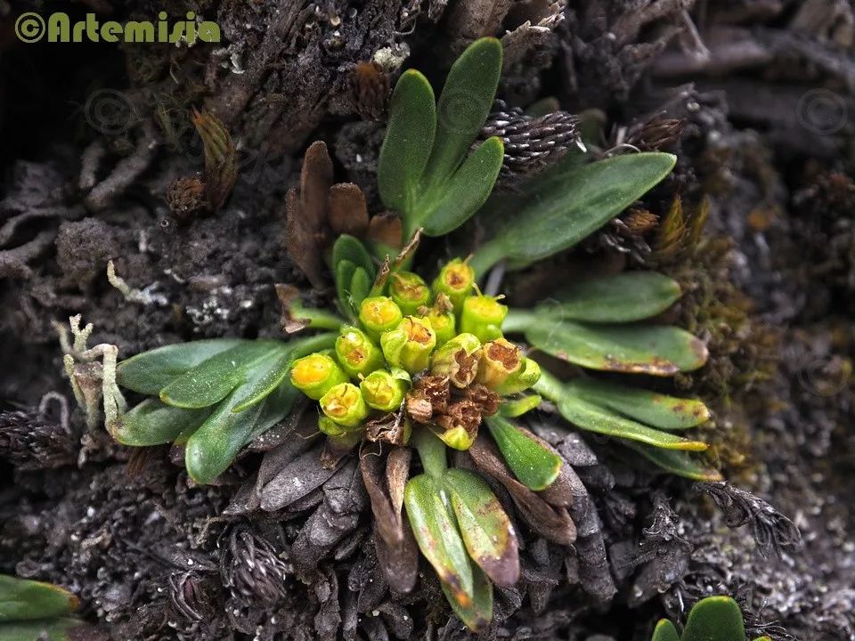 图36 三裂梳卧芹(azorella aretioides,伞形科