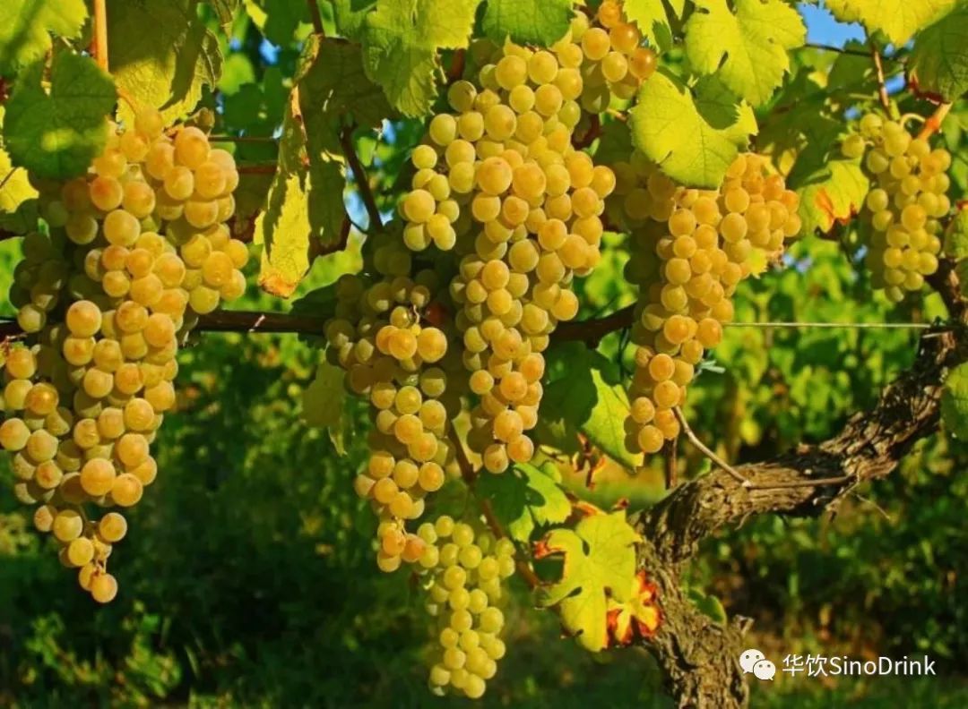 known as ugni blanc in france特雷比亚诺葡萄,在法国叫做白玉霓