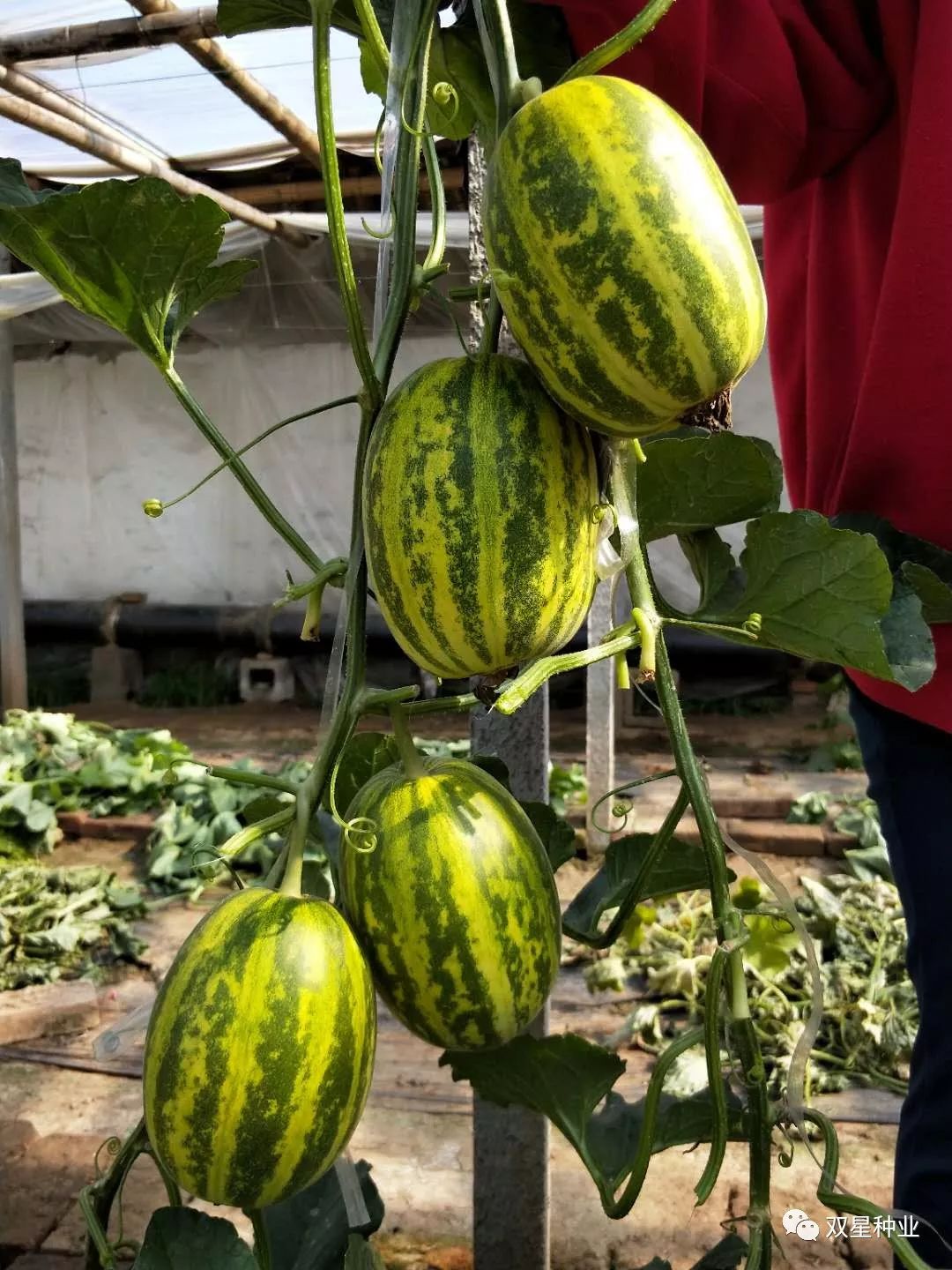 介绍一个去年表现优秀的花皮甜瓜品种天香二号