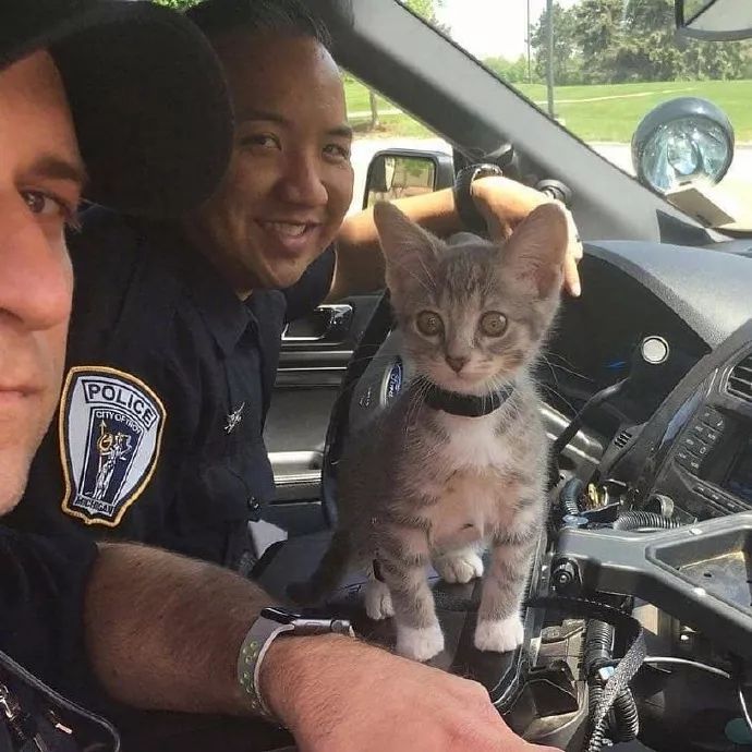 小猫历险记当治安警察图片