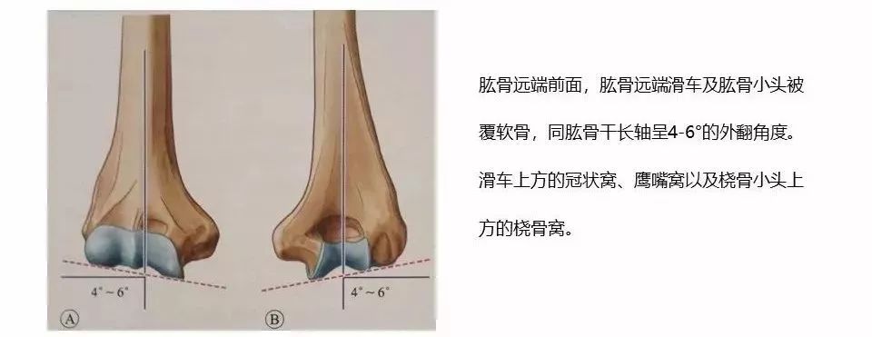 同尺骨鹰嘴的倾斜02角度一起,使滑车与肱骨小头02整体位于肱骨干