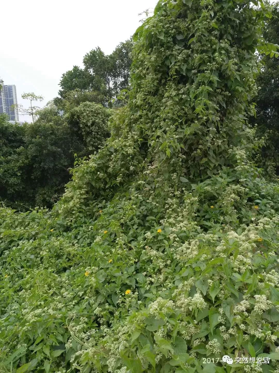 薇甘菊花期图片