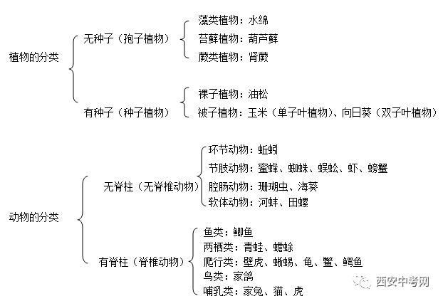 生物分类总表图片图片