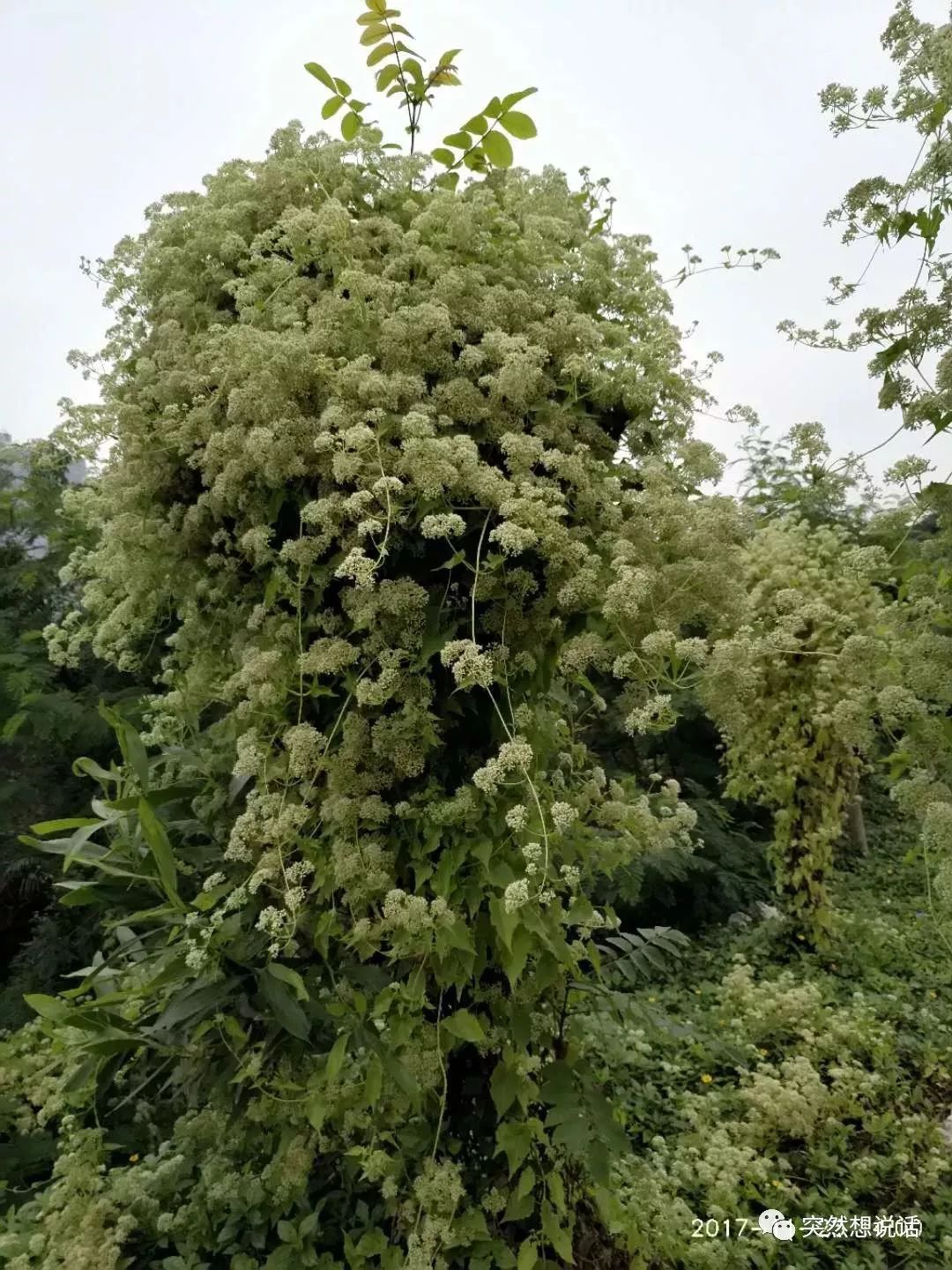 薇甘菊花期图片