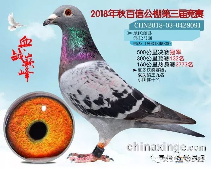 杨会泉福齐获奖鸽图片图片