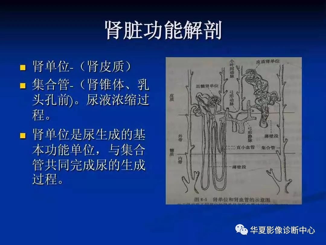 髓质海绵肾ppt图片