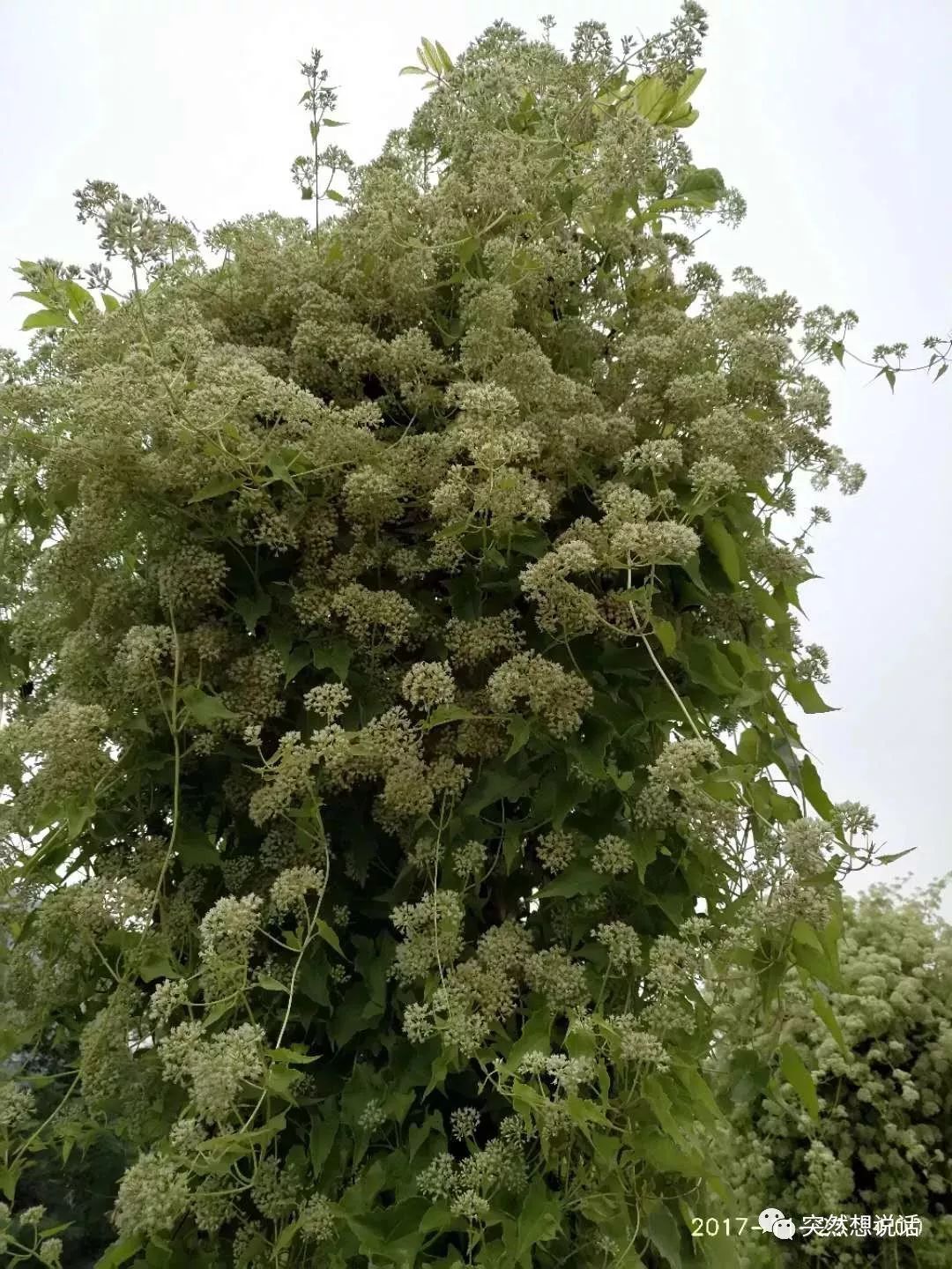 薇甘菊花期图片