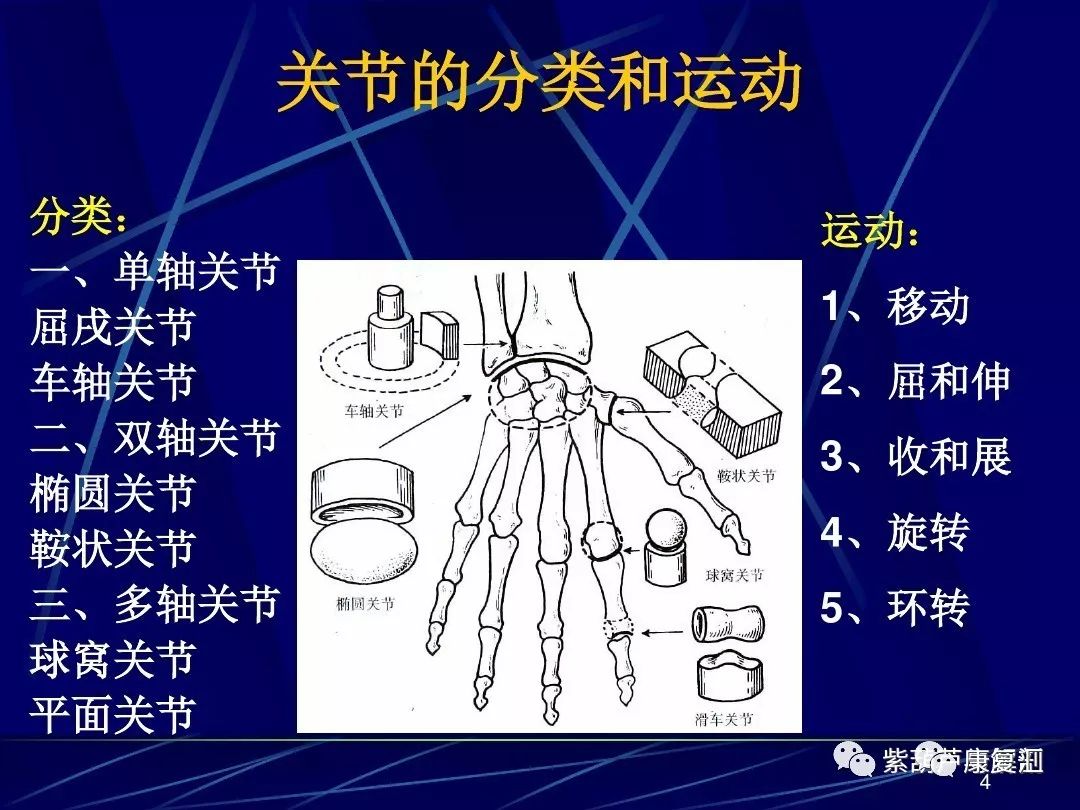 康復基礎84頁人體關節應用解剖學資料值得收藏