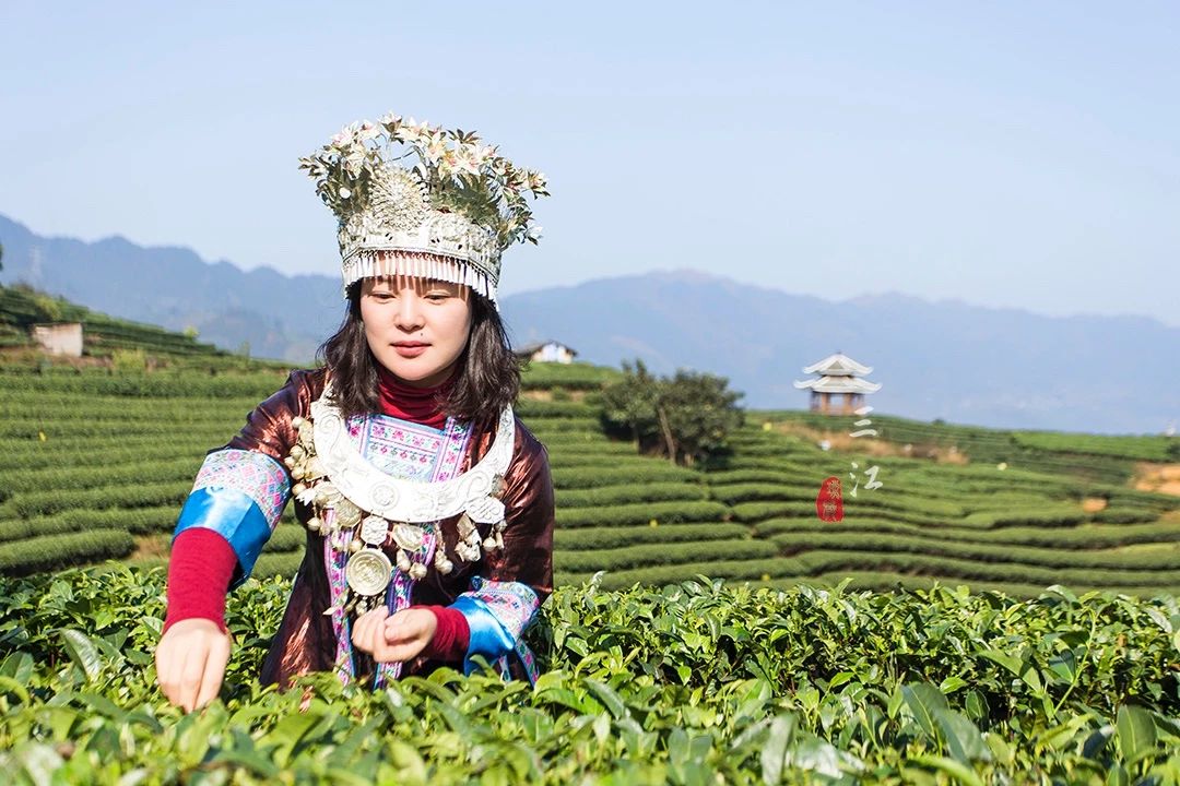 在刘三姐的故乡云海之上的绝美茶园偶遇美丽侗族采茶妹