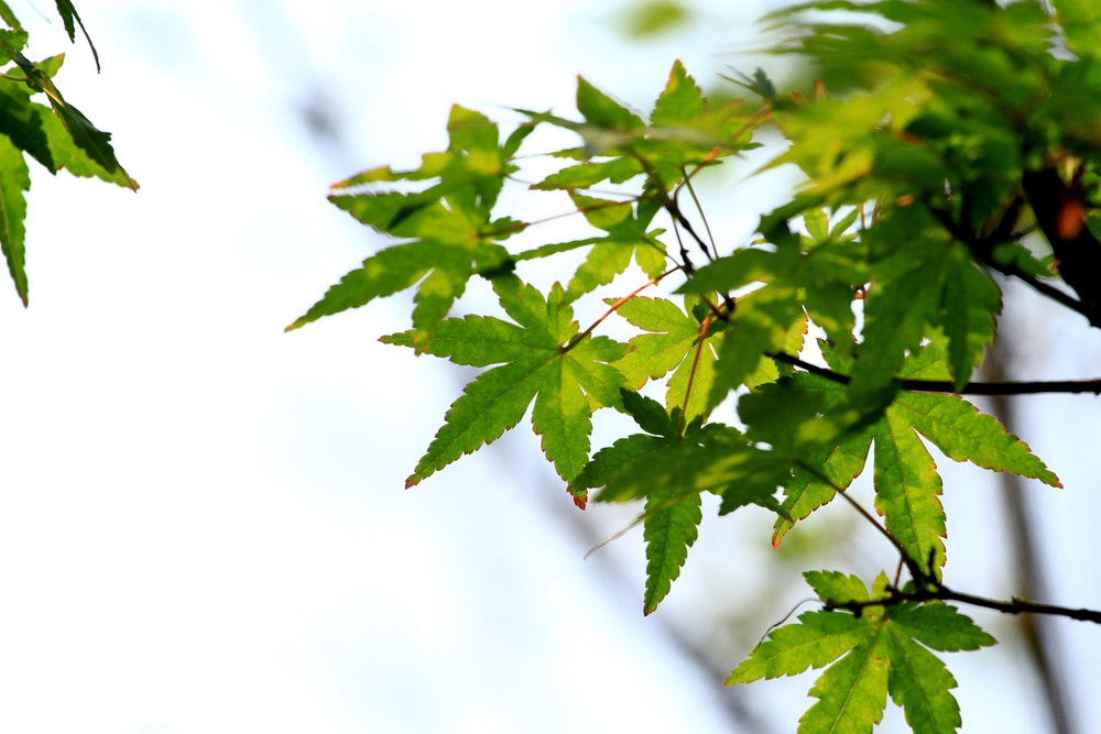 其中86,98年生的屬虎人到了本月中下旬,月支五行水匯聚構建水生木之局