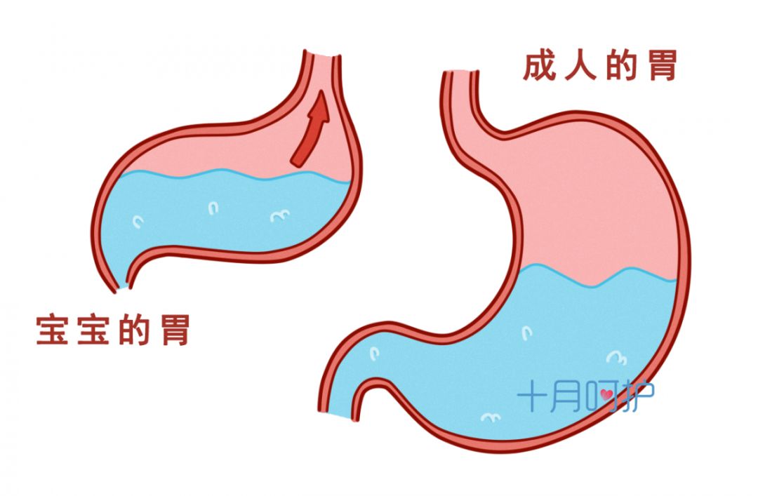 新生儿胃的解剖结构图图片