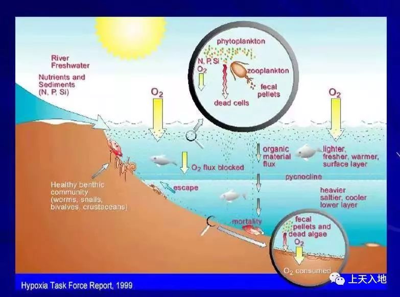 缺氧会导至海洋生物再次灭绝吗