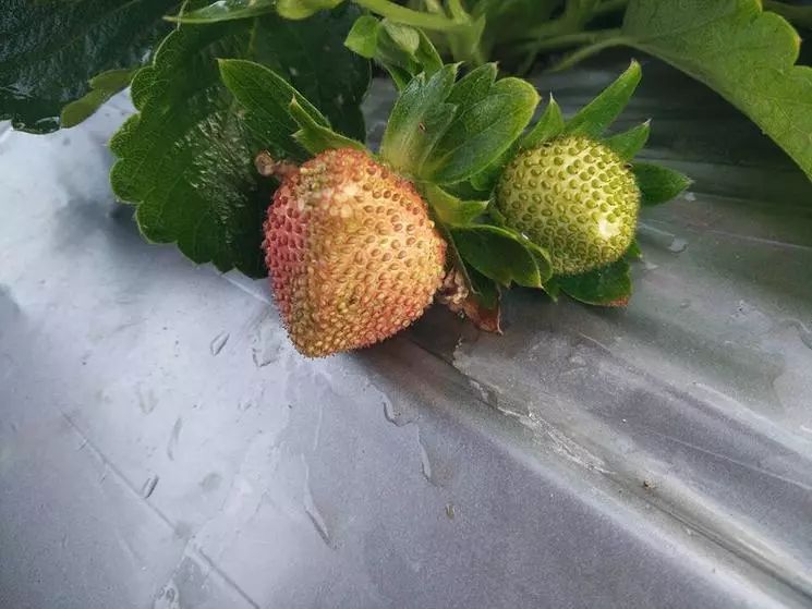 草莓蓟马危害图片图片