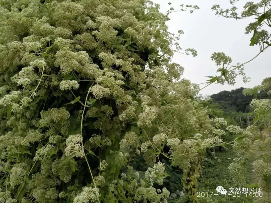 【你好!大自然】第85期:薇甘菊-那郁郁葱葱的荒凉