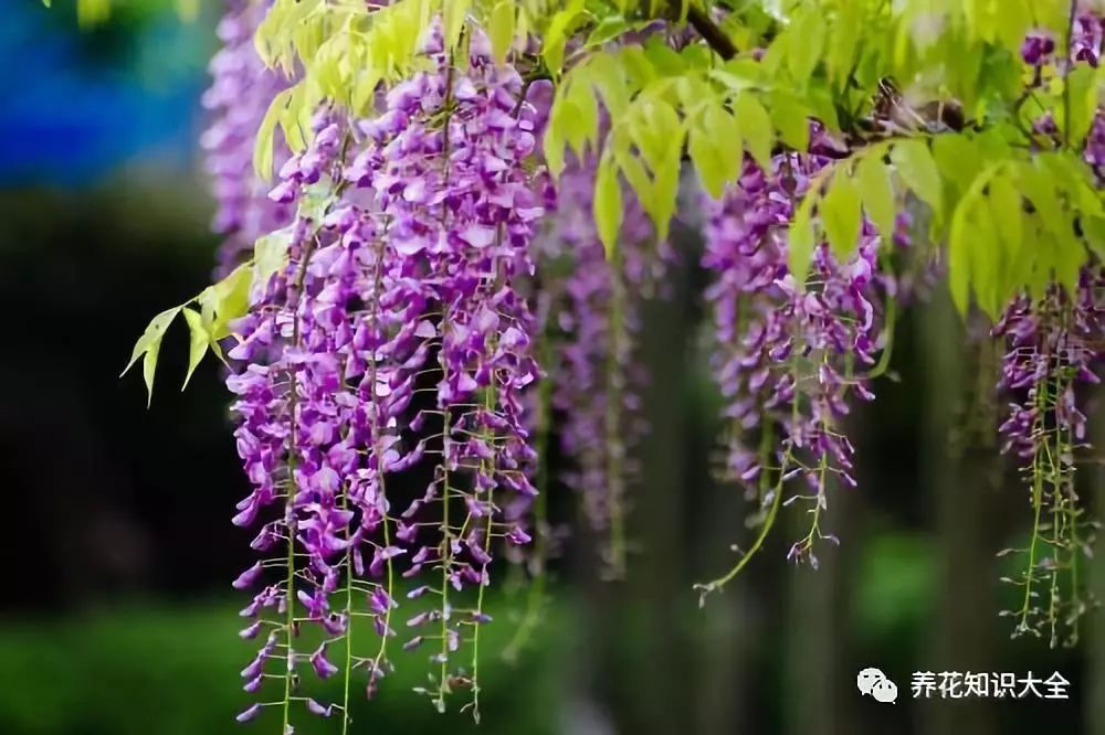 每日一花紫藤拂花樹黃鳥度青枝紫藤