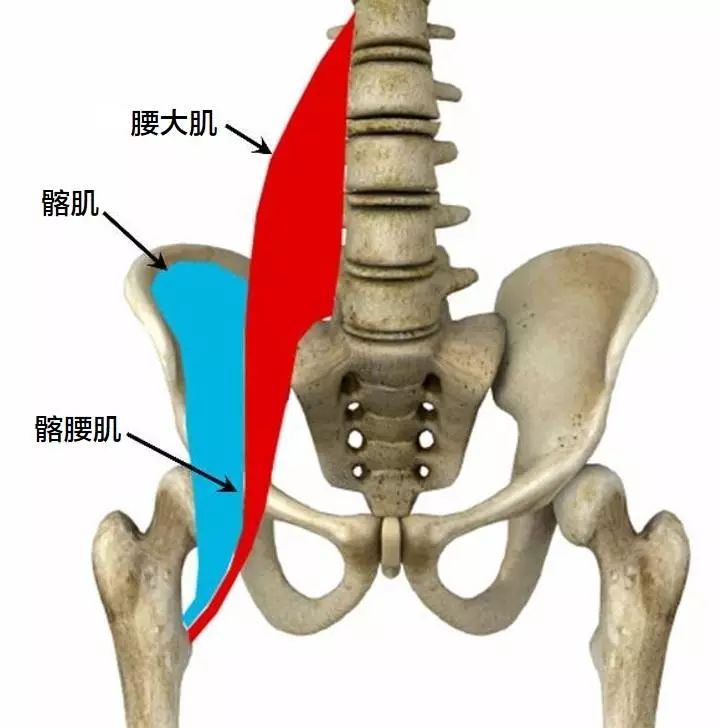 髂肌与腰大肌统称为「髂腰肌」,形成腰动脉与腰静脉通过的肌膜性管道