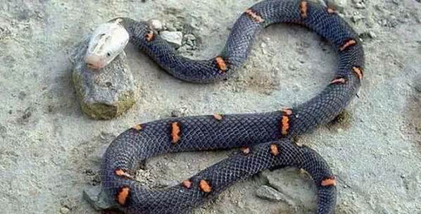 喜马拉雅白头蛇图片