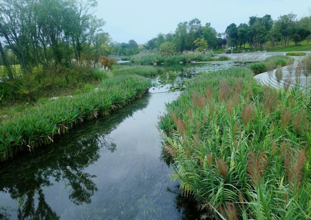 巴適成都南門將再添一個48萬方的溼地公園