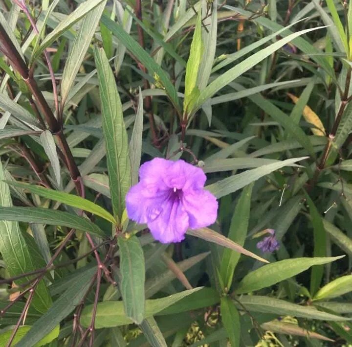 藍花草多用於花境,花壇,自然式庭院的花卉佈置,成排成片種起來,放眼望