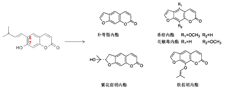 紫花前胡内酯等,其中紫花前胡内酯为未经降解的二氢呋喃香豆素