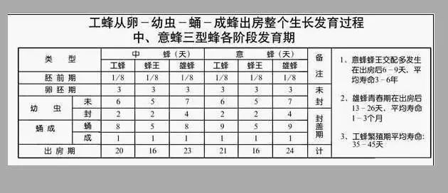 中蜂生长发育周期图图片