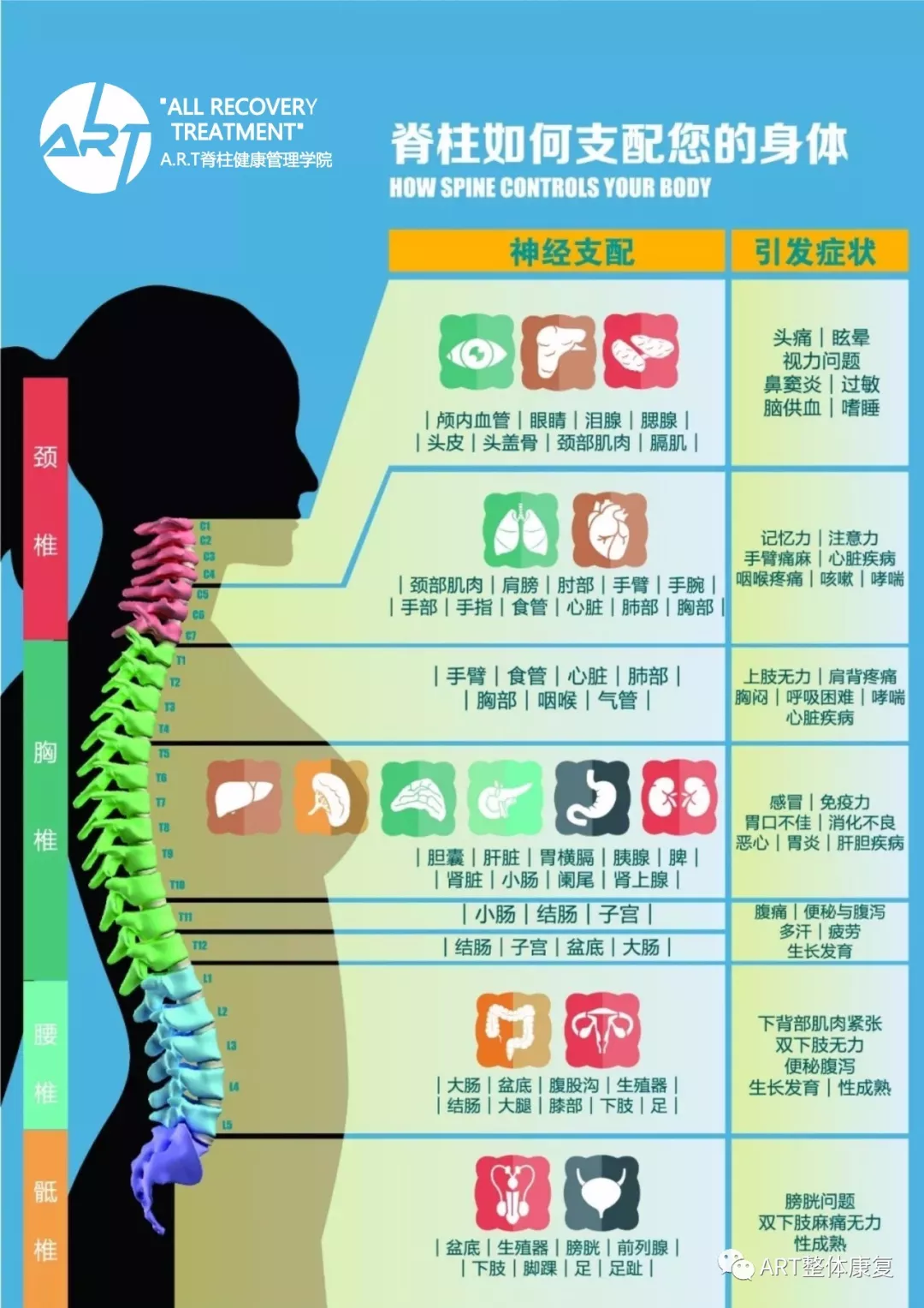 31对脊神经口诀图片