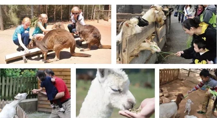 開業特惠萌寵科普樂園與小動物親密接觸樹懶水豚浣熊袋鼠