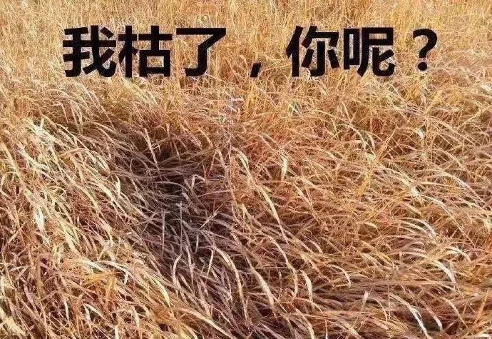 这真的是今年最接地气的表情包了看完我按下了保存