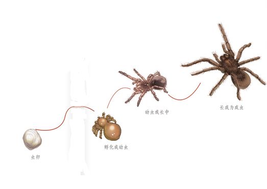 蟹蛛身体结构图图片
