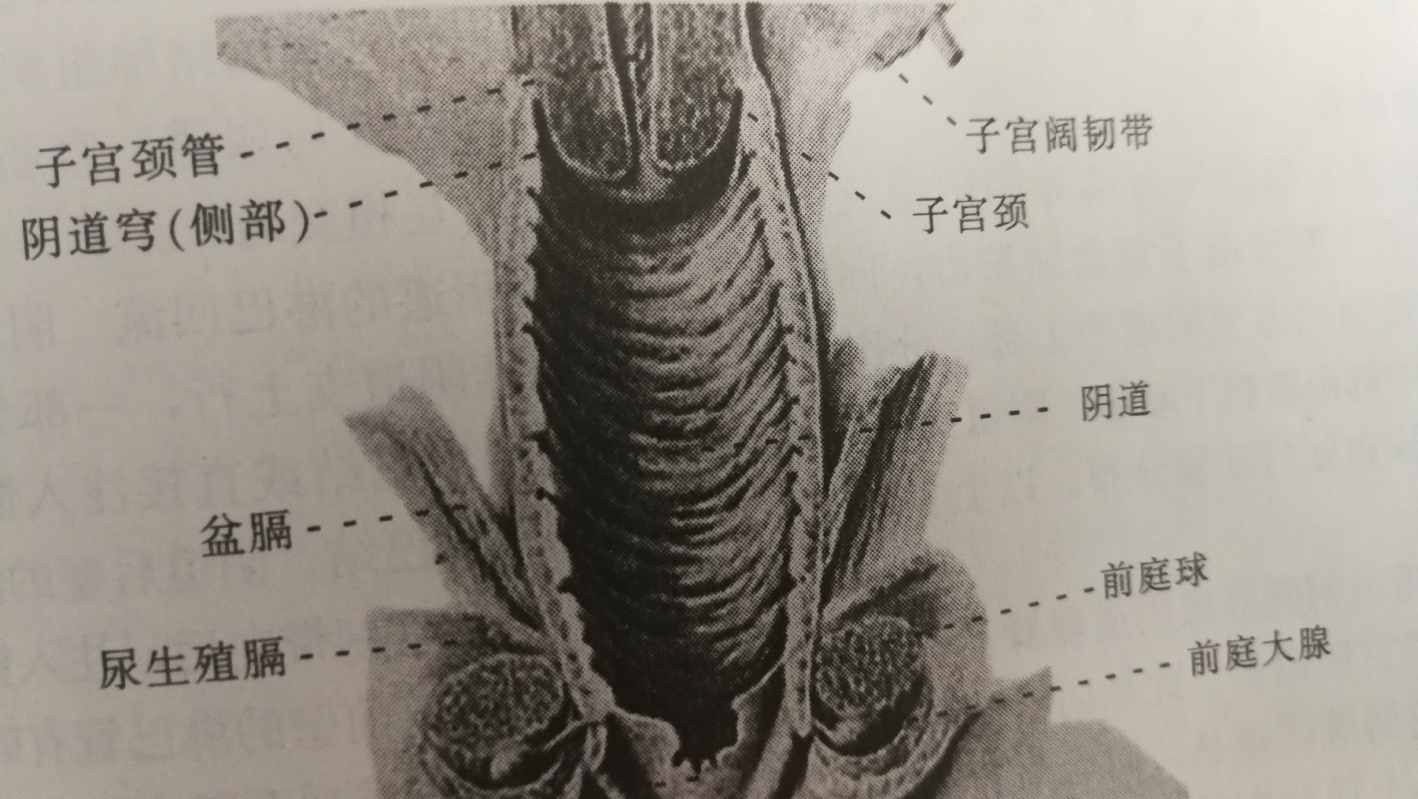 生理衛生課----陰道的形態_平滑肌組織