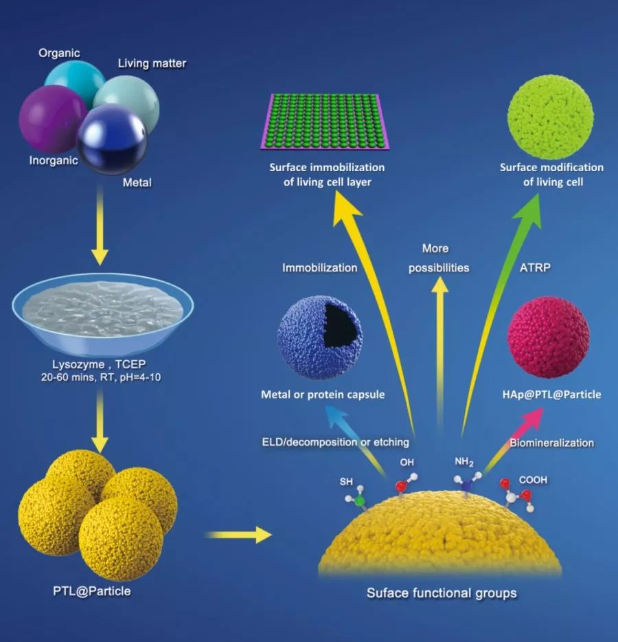 advanced materials:類澱粉樣蛋白塗層介導的微納米顆粒表面工程_結構