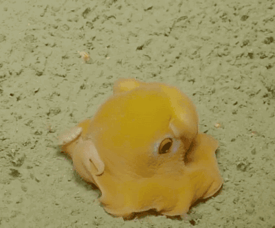 科普海洋里的小萌物小飞象章鱼