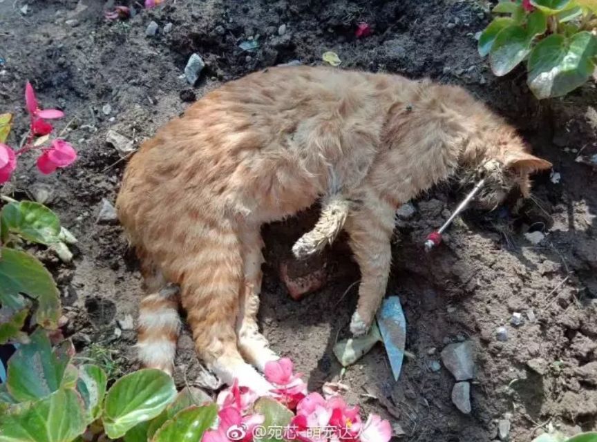 流浪猫被打死图片