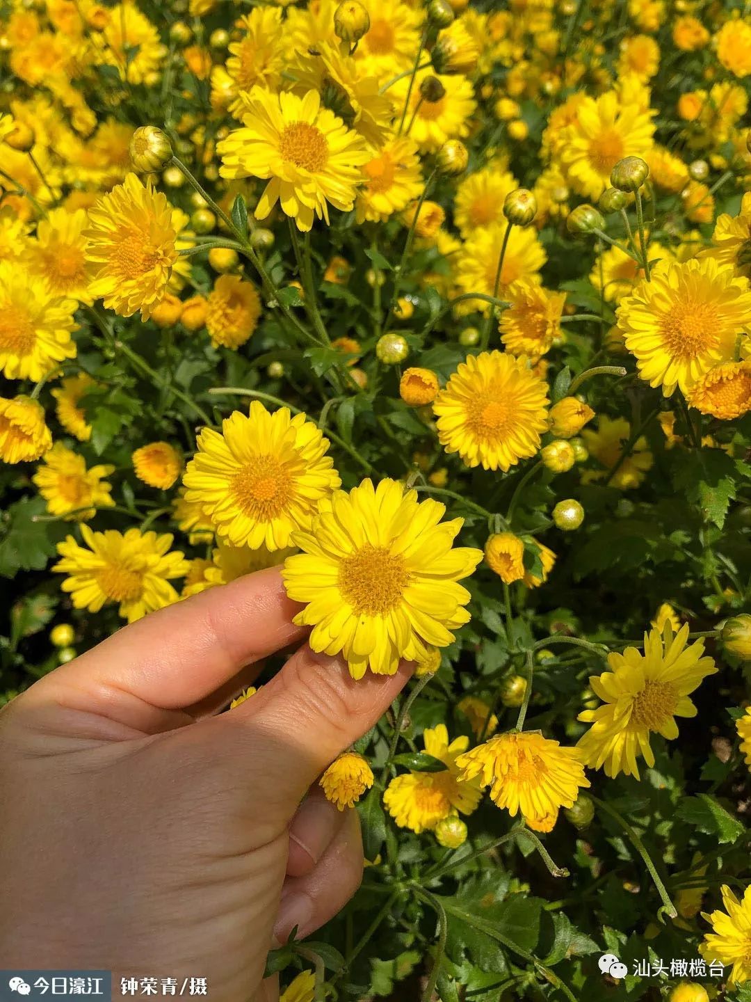 濠江东湖菊花迎来花季这片金色花海太美了