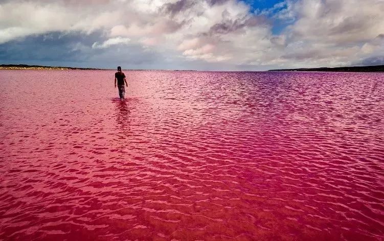 而在在西澳就有三个最富盛名的粉红湖,南粉湖lake hillier,北粉湖hutt