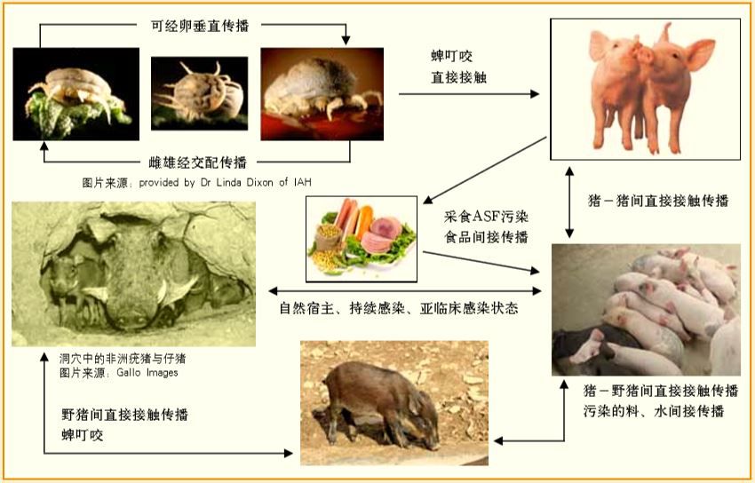 尽管非洲猪瘟传染性强,死亡率高,但非洲猪瘟的传播途径为接触性传染