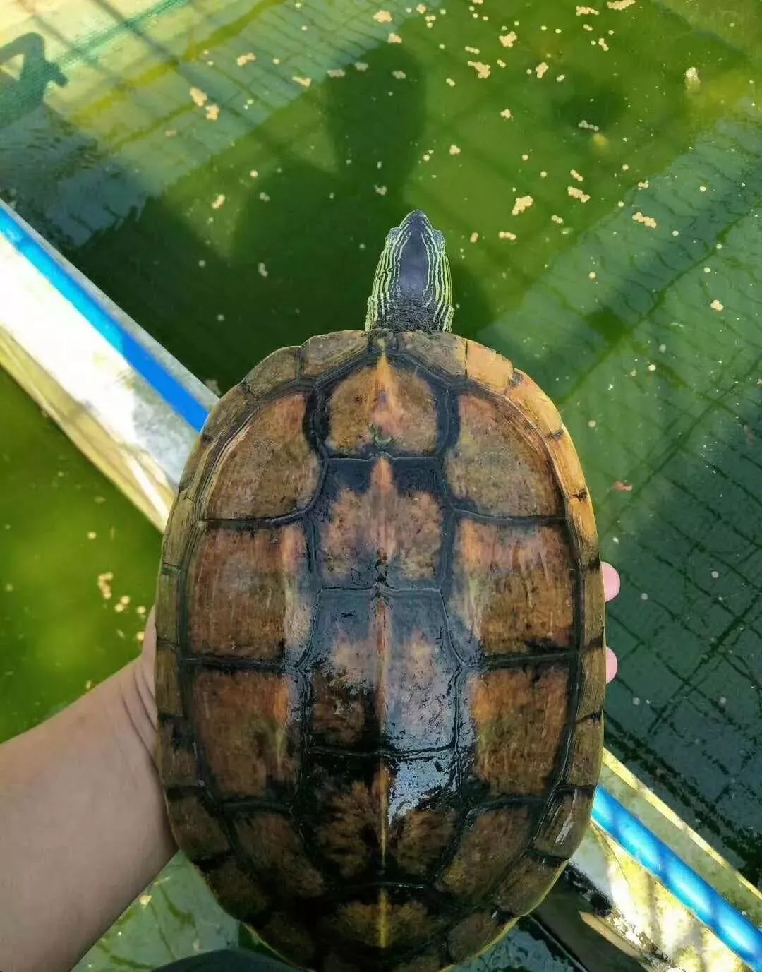 中华花龟的样子图片