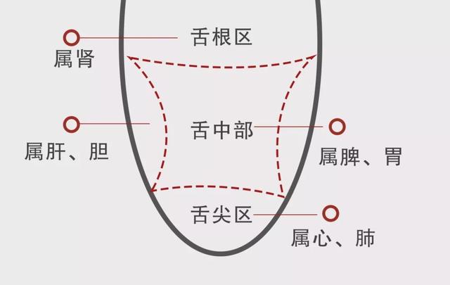 在瞭解不同顏色對應的病症之前,需要知道舌頭的臟腑分部.