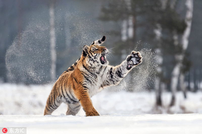 捷克老虎在雪地开心玩耍_画面