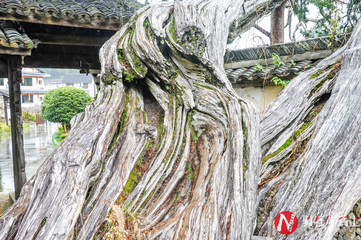 杭州苦情巨树图片