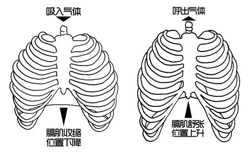 腹式呼吸害死人图片