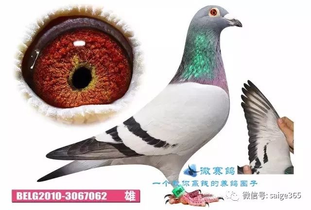 天津何宾种鸽图片图片