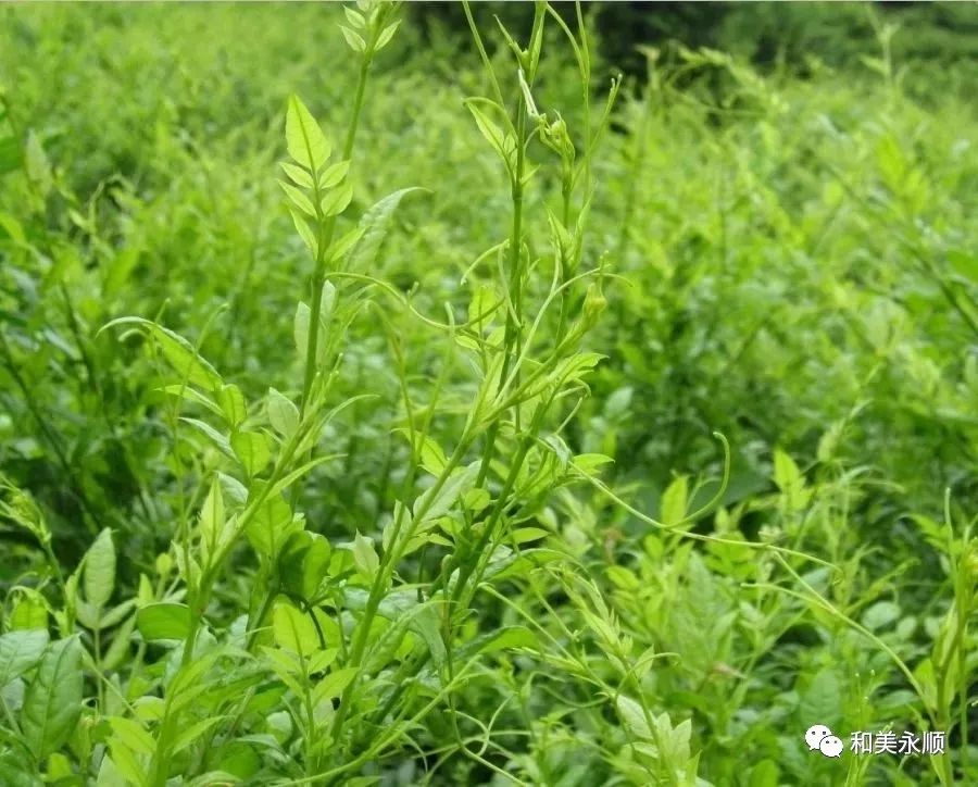 心繫基層:葉紅專深入永順縣毛壩鄉調研東西部協作產業扶貧項目_莓茶