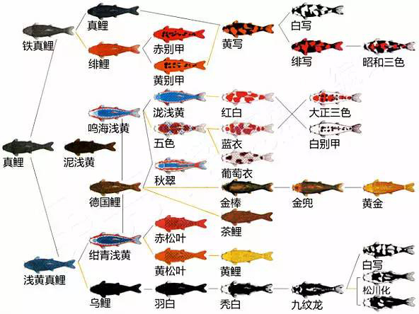 锦鲤怎么分公母图片图片