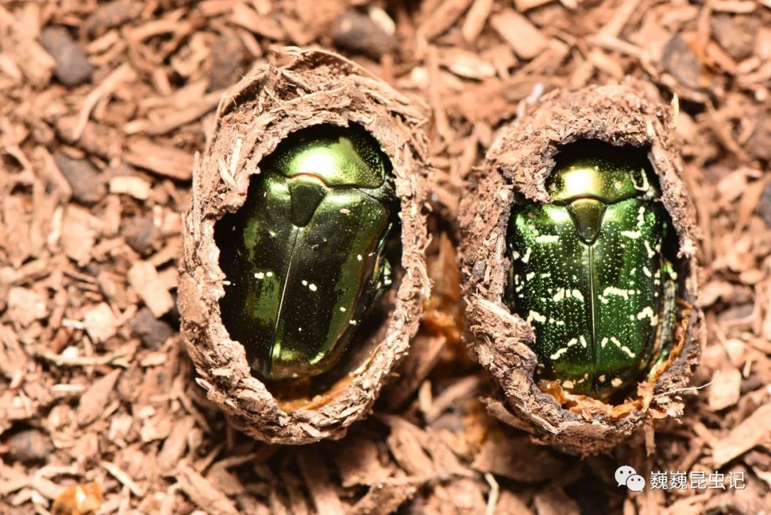 金龟甲科幼虫图片