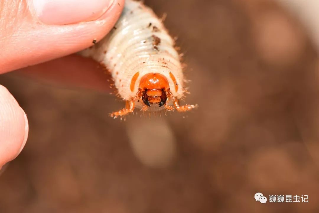 龟金花虫幼虫图片