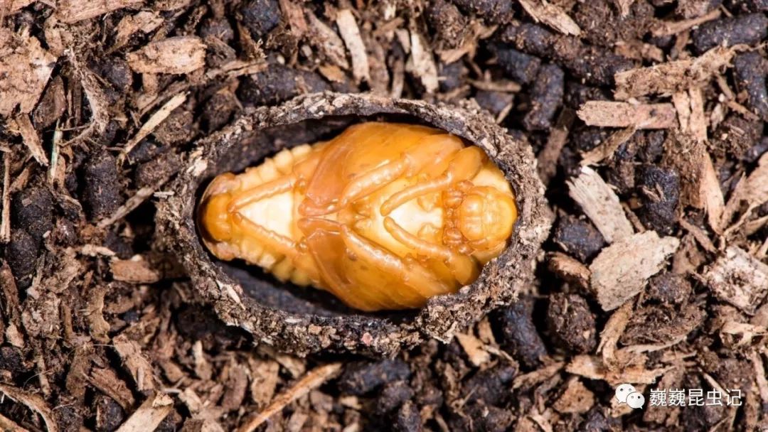 金龟子幼虫孵化的图片图片