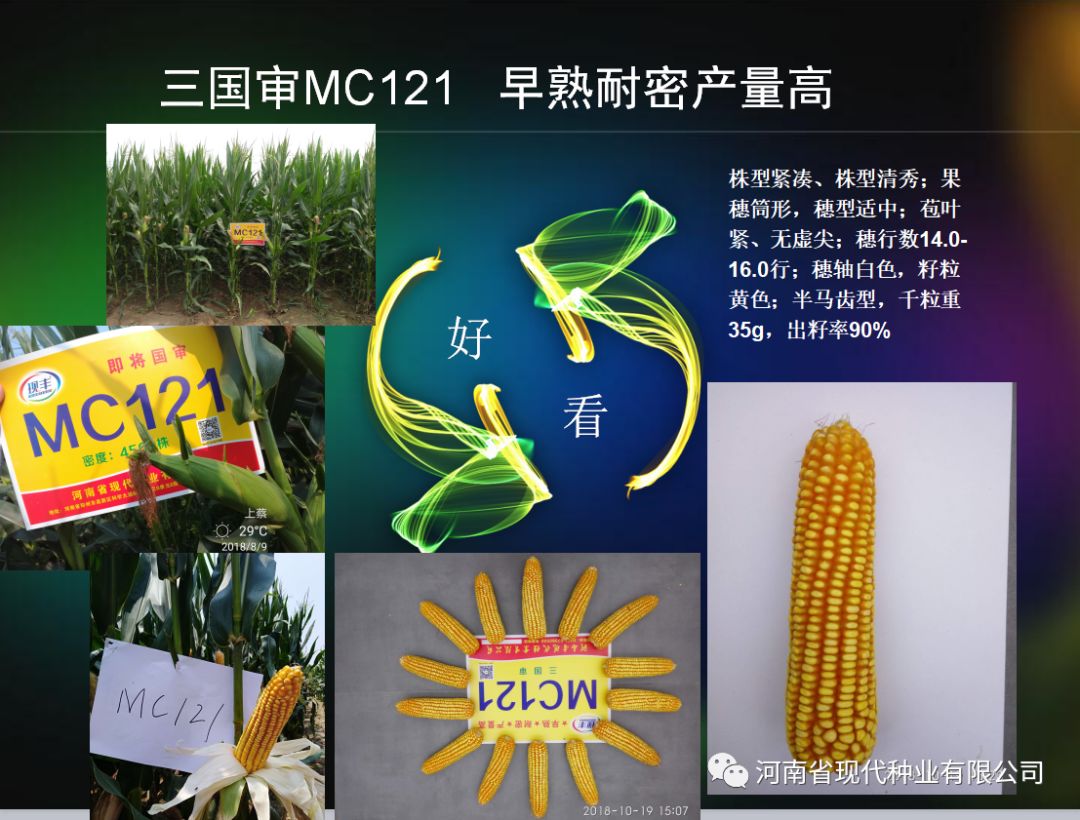 mc121玉米种审定公告图片