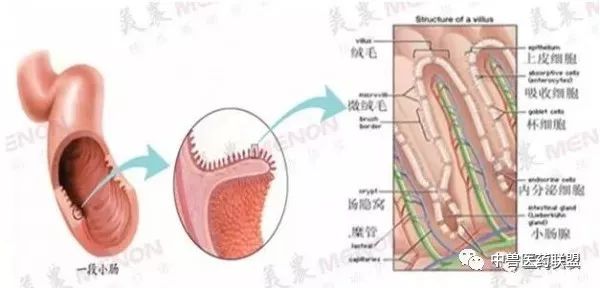 小腸的結構示意圖