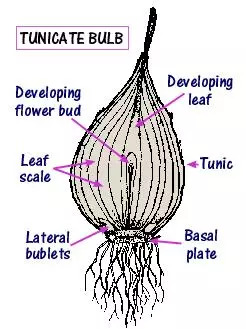 郁金香花朵解剖图片